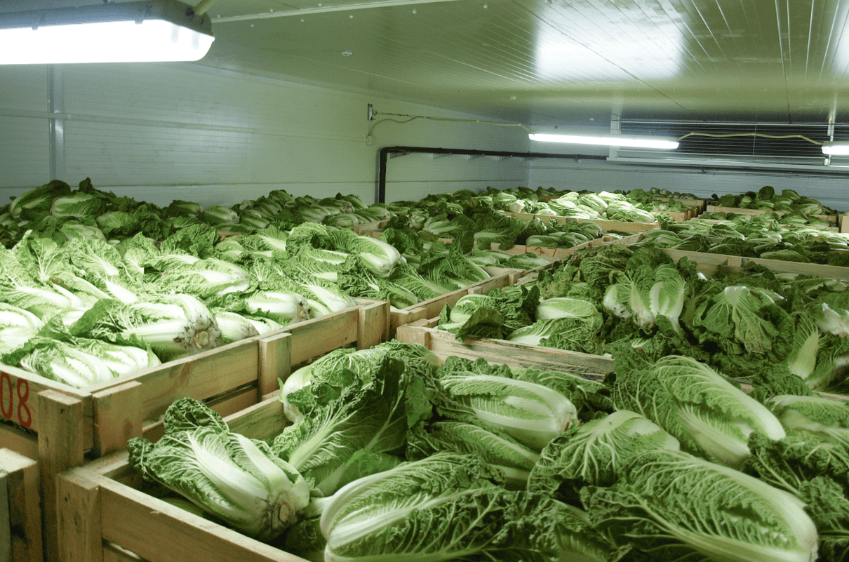 cabbages-photo-1